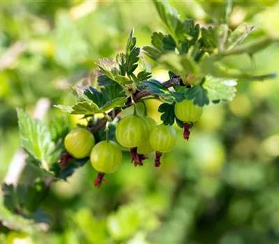 Ribes uva-crispa_Zanker Gartenbau
