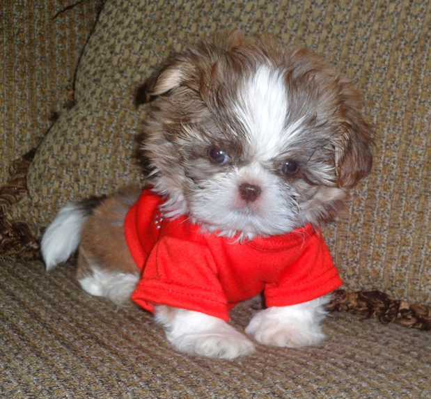 Images Victorian Dynasty Shih Tzu