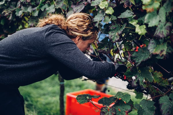 Bilder WEINGUT BREMER GmbH & Co. KG