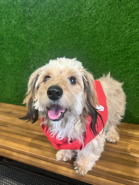 Happy National Dog Day from our family here at State Farm!