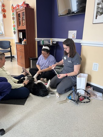 Images VCA SouthPaws Veterinary Specialists & Emergency Center