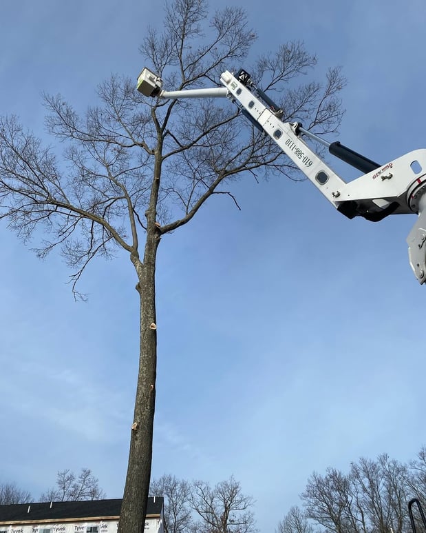 Images Friendly Tree Service Inc