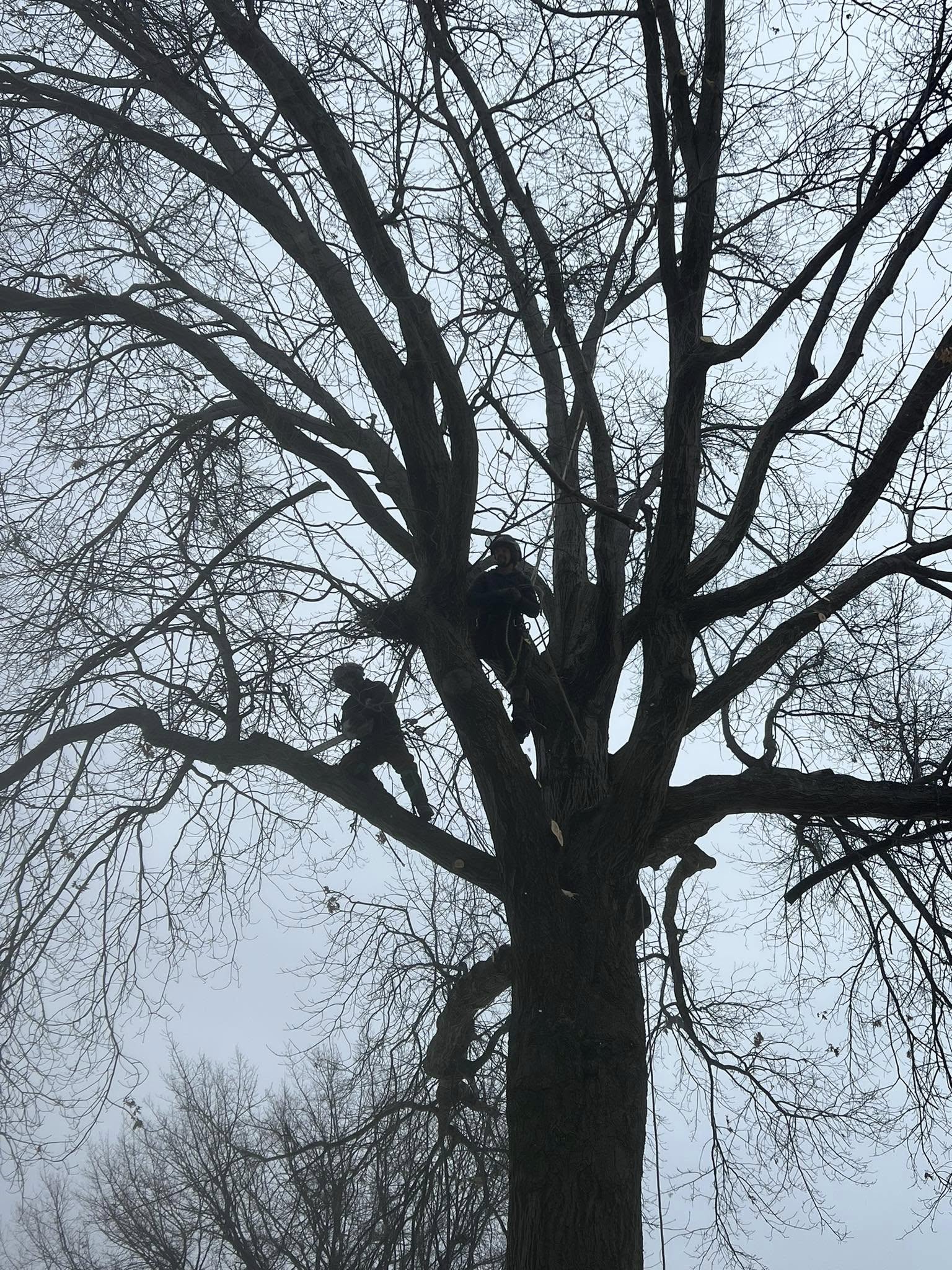 We offer expert tree trimming services at Lucca Landscaping & Construction LLC to help maintain the health, structure, and appearance of your trees. Regular trimming encourages growth and improves the overall look of your outdoor space. Our team works with attention to detail to shape your trees and remove any overgrowth. We aim to enhance both safety and curb appeal with every visit.