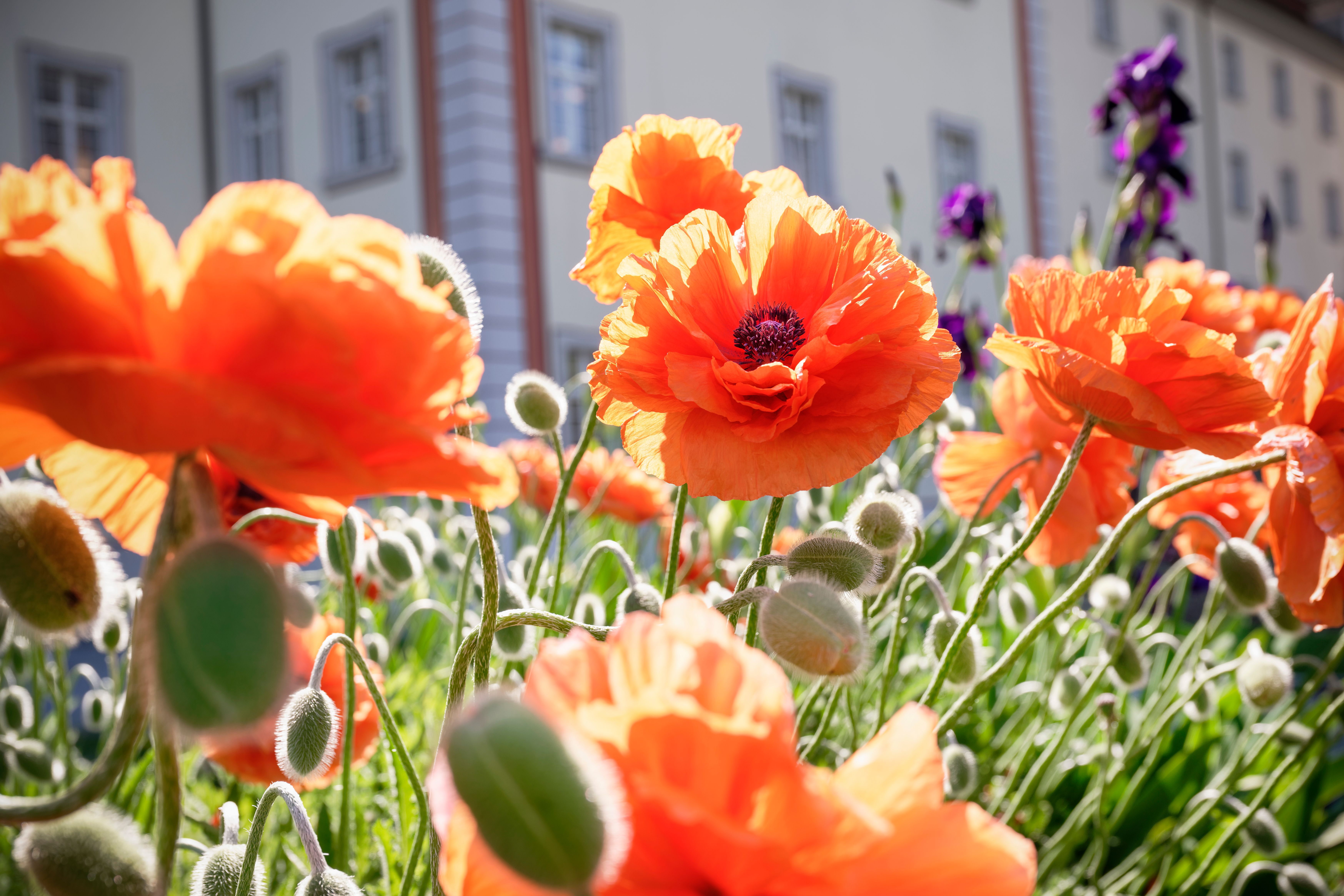 Bilder Pflegimuri