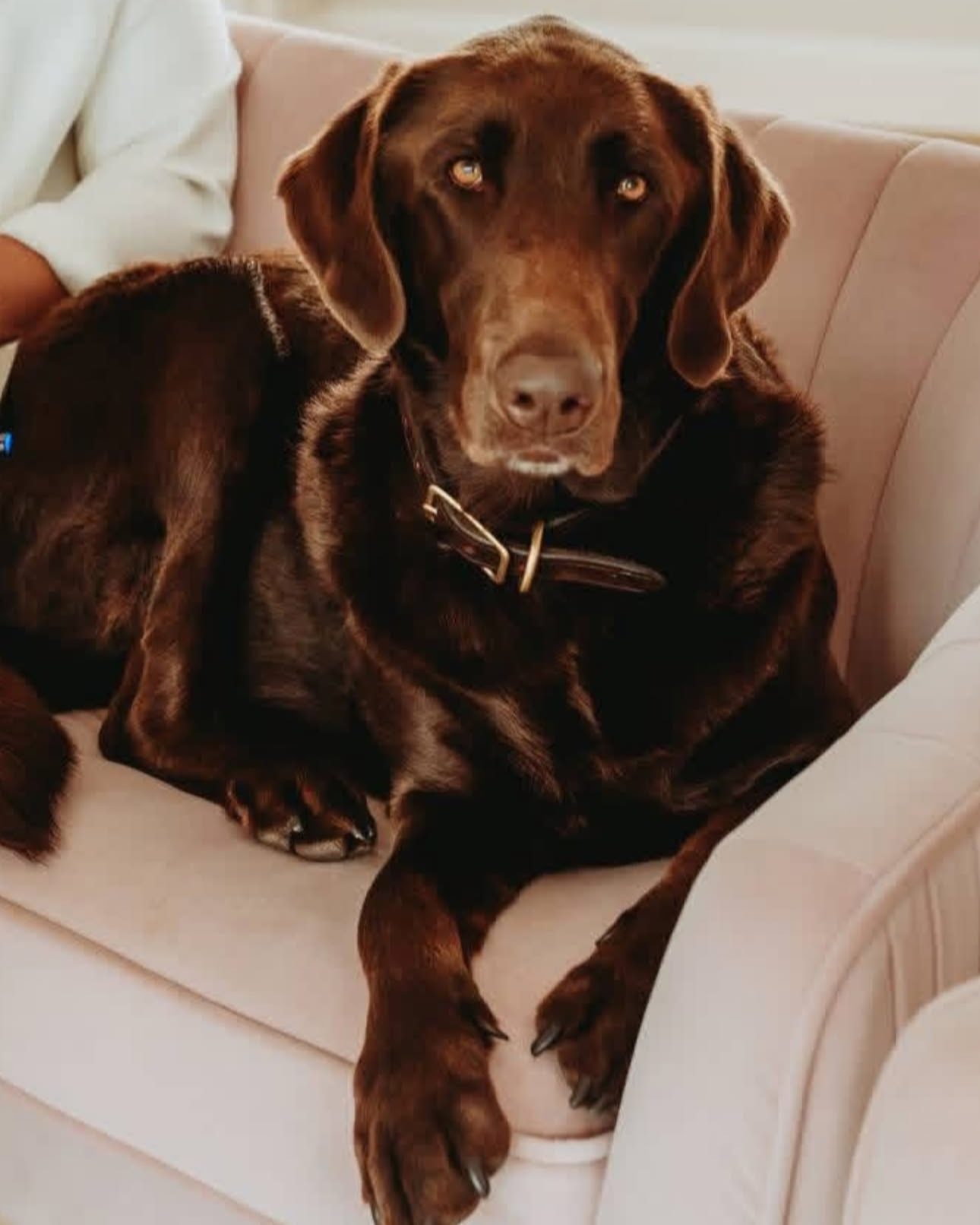 Do you know the name of our Chief Barking Officer? Stop by the office and get all the love, tail wags, and kisses from our favorite boss!