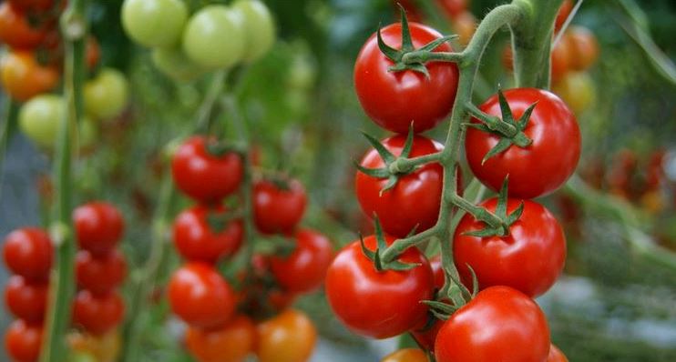 Gartenbau Hoffmann, Ribbrockerweg 2 in Wachtendonk