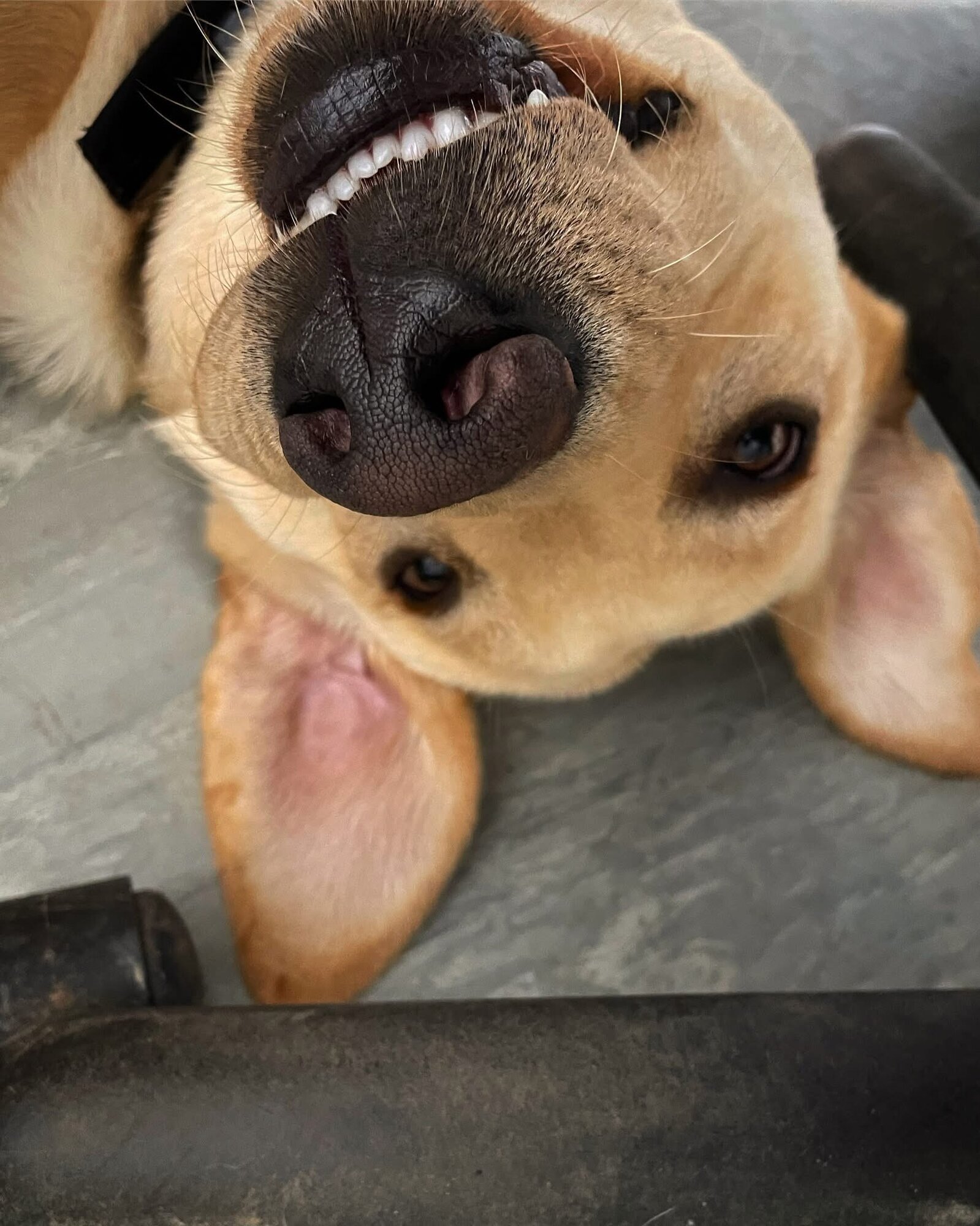 Images The Bristol Bark Co.