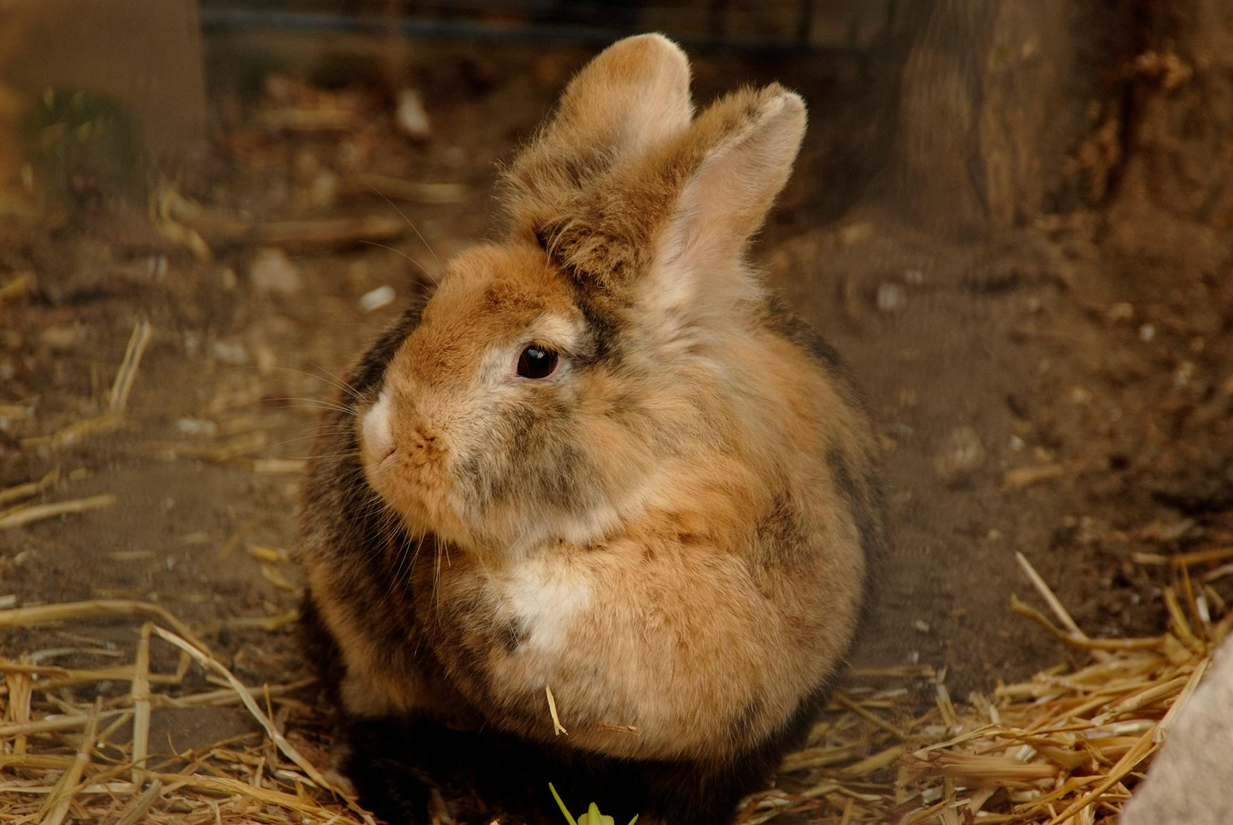 Dr. Beate Derfert Kinderzahnarzt am Schloss Charlottenhof, Geschwister-Scholl-Straße 66 in Potsdam
