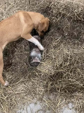 Images New York State Canine Expo