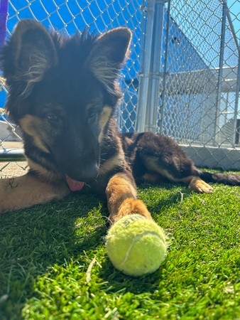 Images Feeders Pet Supply Boarding & Daycare