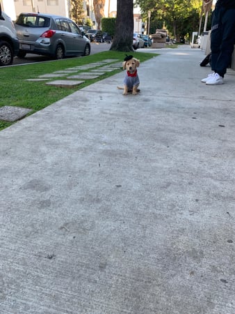 Images Melrose La Brea Animal Hospital