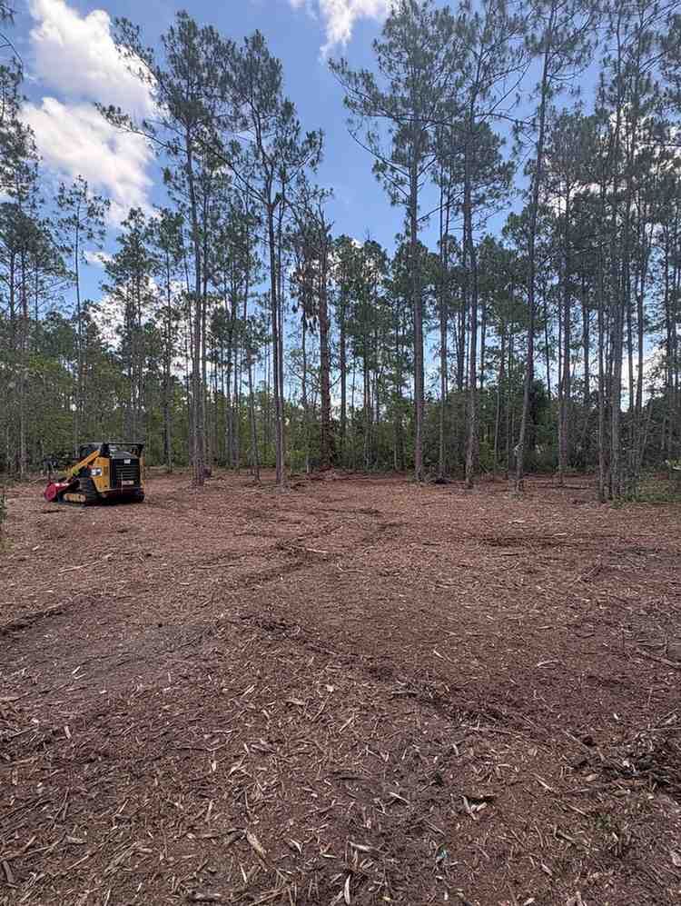 Forestry mulching equipment working within a wooded property to reduce undergrowth, improve accessibility, and create a cleaner landscape while preserving valuable mature trees and natural surroundings.