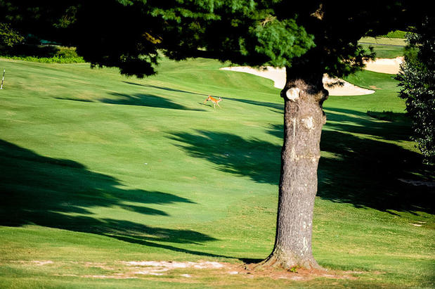 Images Johnson City Country Club