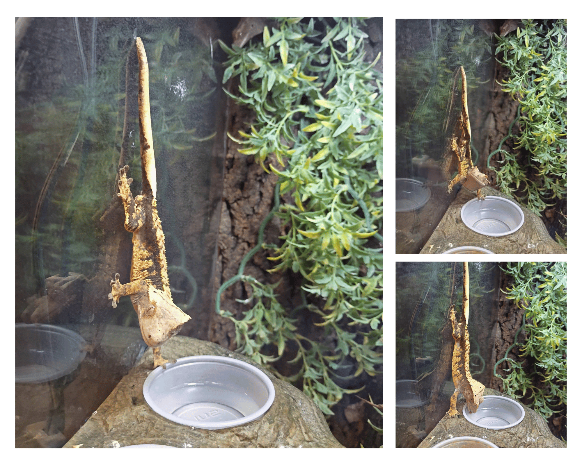 Everything Pets Image