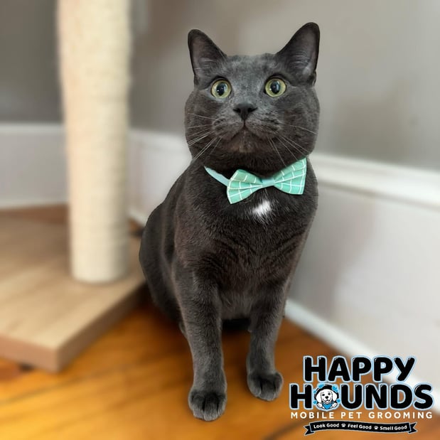 Images Happy Hounds Mobile Pet Grooming