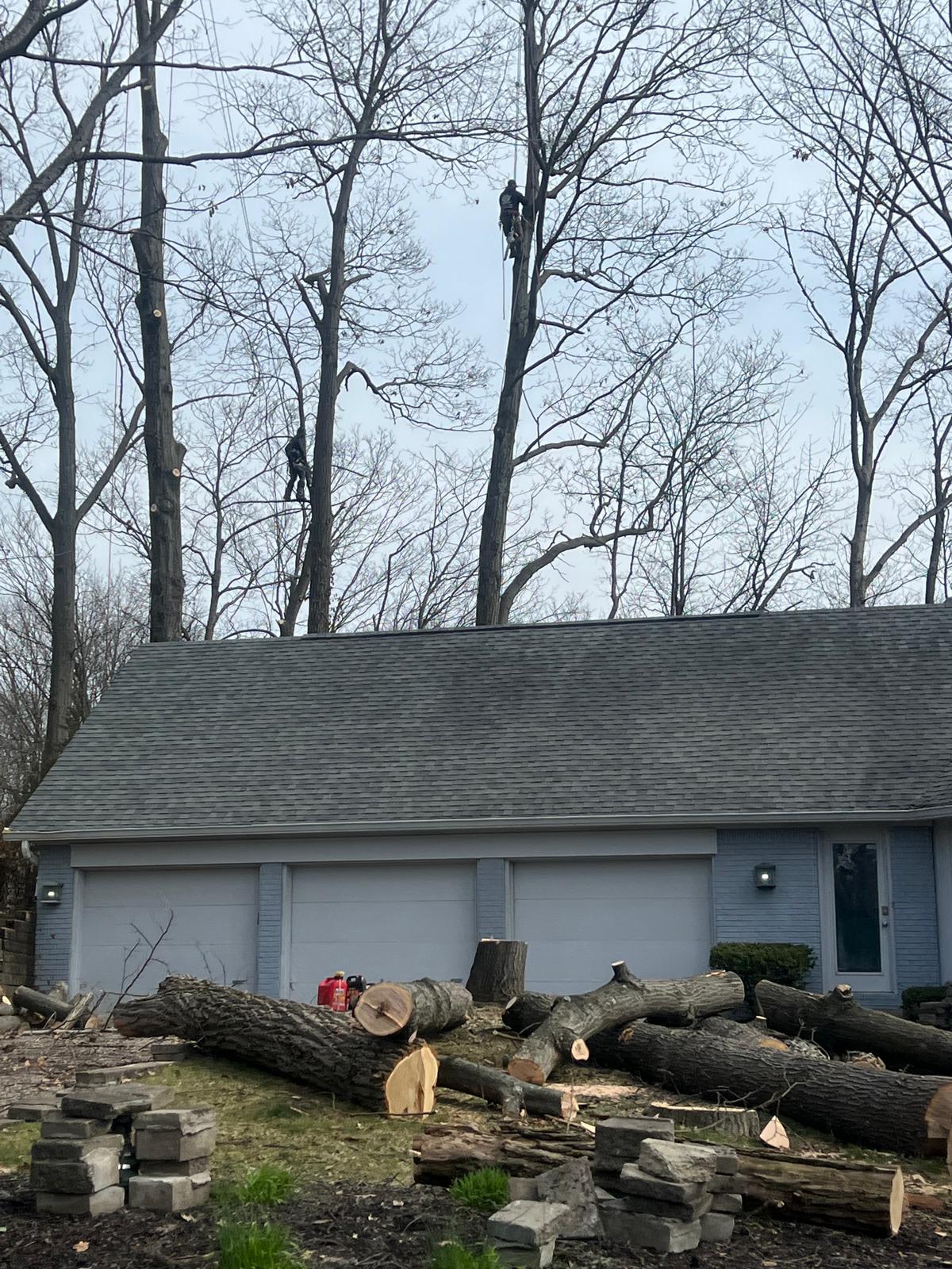 David Tree Service - Tree stump removal