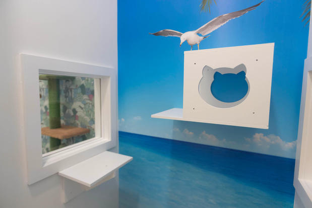 Images Cozy Cat Suites