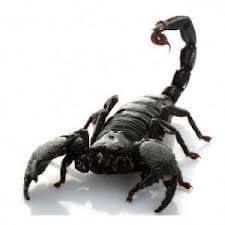 Scorpion