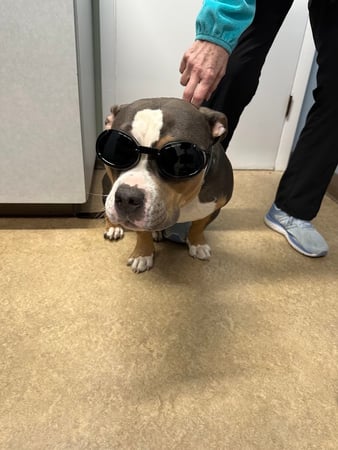 Images VCA Hawthorn Animal Hospital