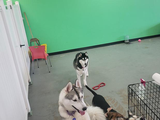 Images Highland Pets