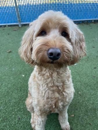 Images Bed and Biscuit