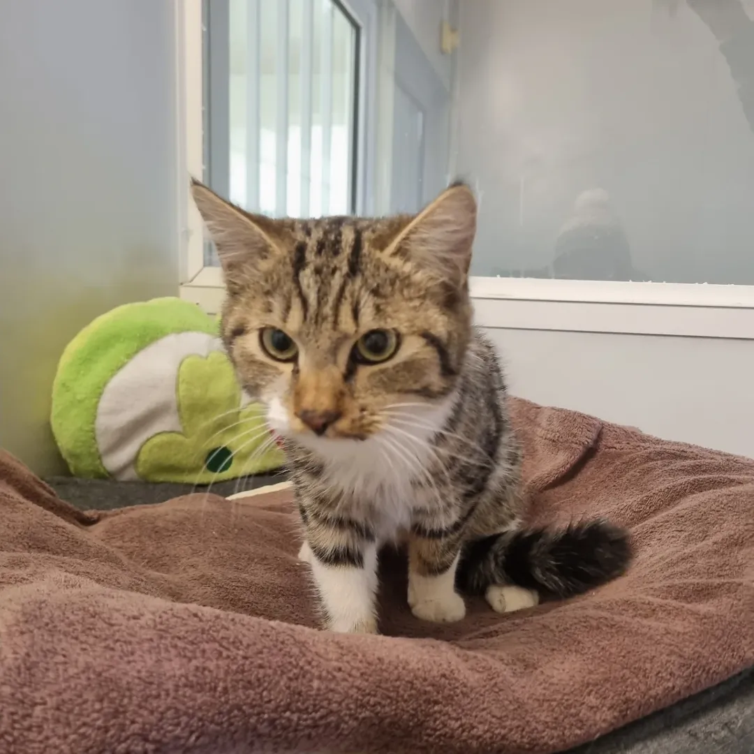 Bild 1 von Tierschutz Bezirk Liezen - Tierheim Trieben