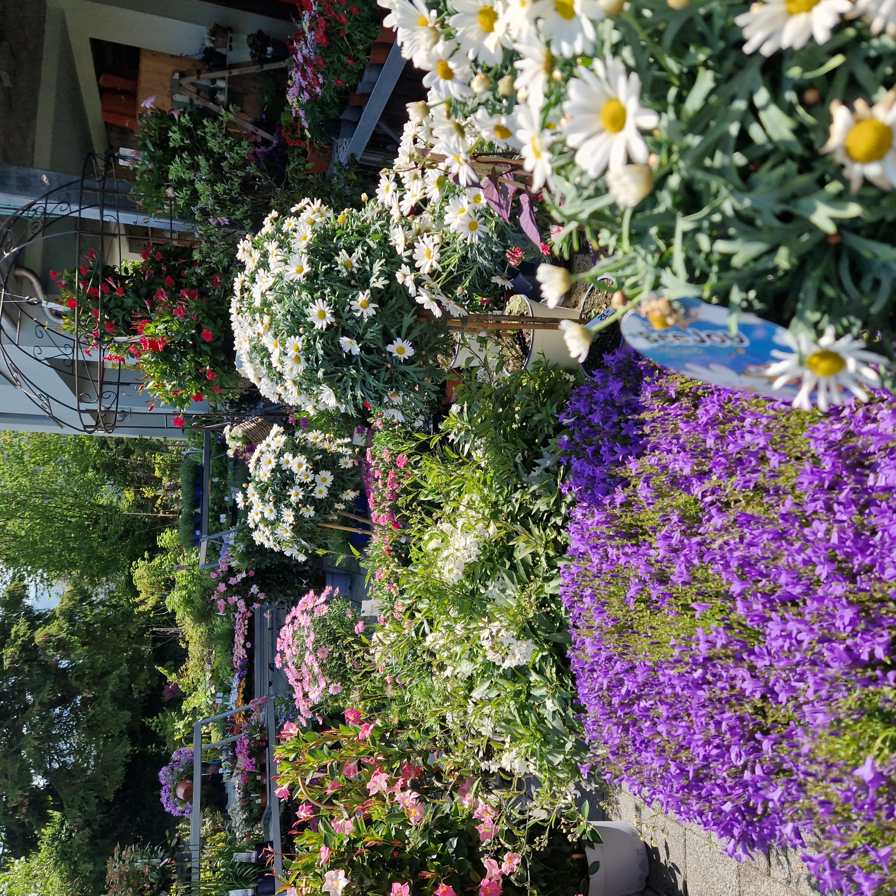 Bilder hollenstein blumengarten ag-Blumenshop-Gärtnerei-Gartenbau-Unterhalt-Grabpflege