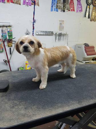 Images Happy Tails Groom & Board