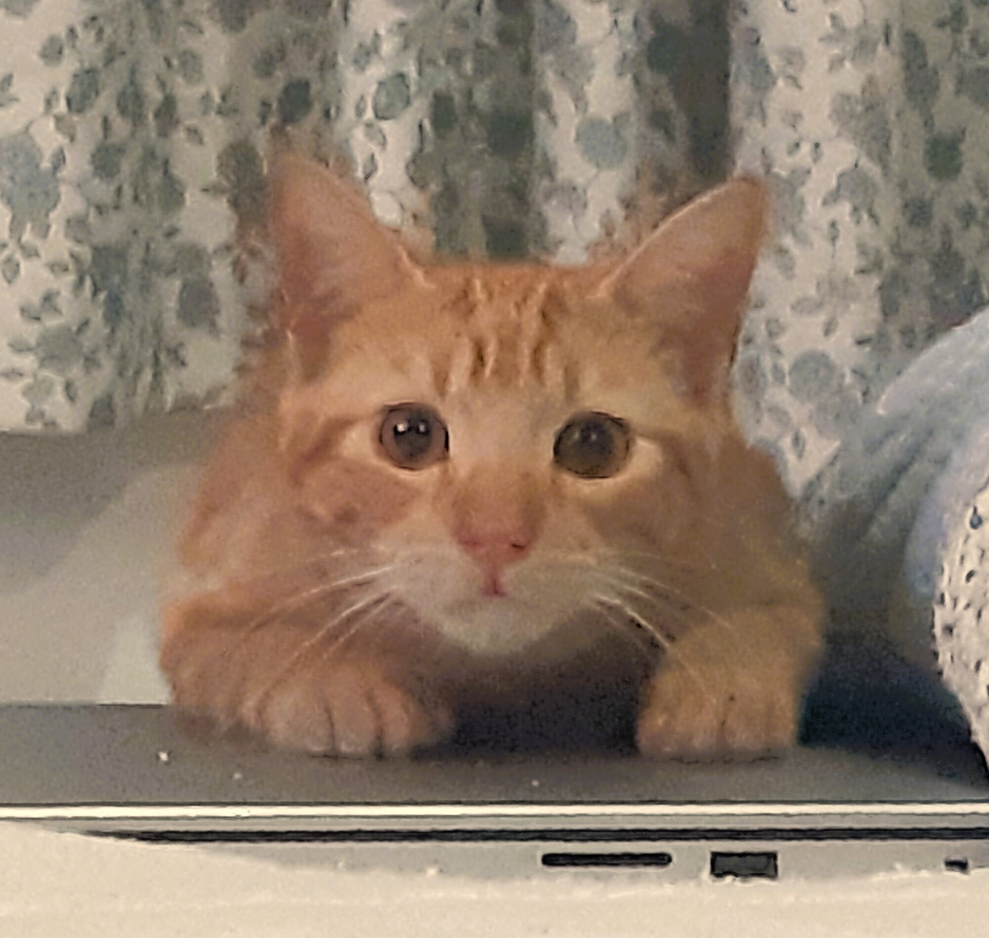 Images Furball All Things Cat Store