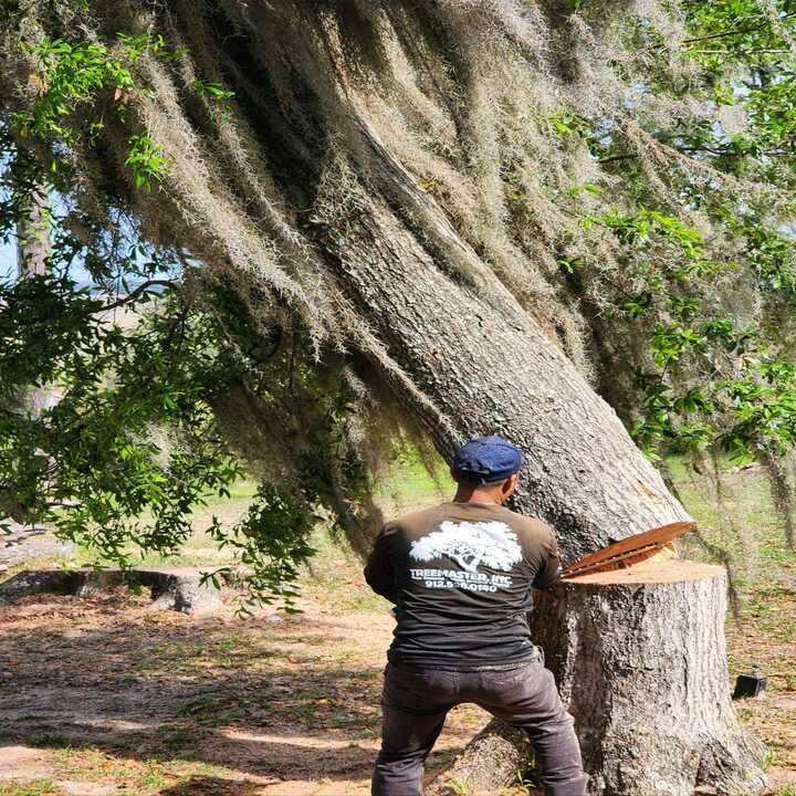 Images Tree Masters Inc.