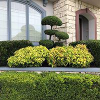 Fine tree, shrub topiary pruning and trimming.  All Seasons Landscaping delivers best proper hedge trimming and shaping for your residential or commercial property.