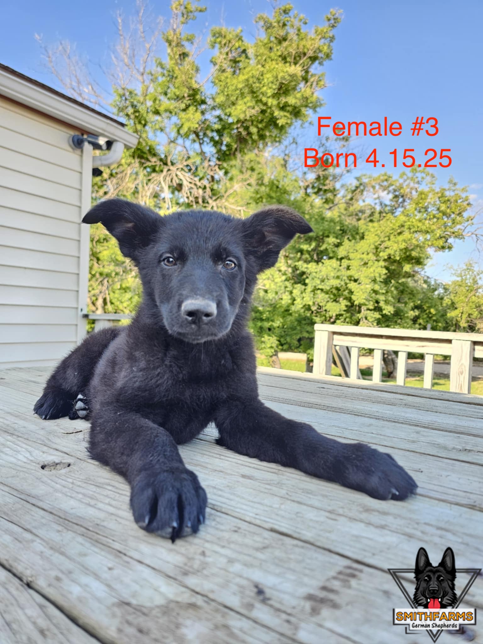 SmithFarms German Shepherds Image