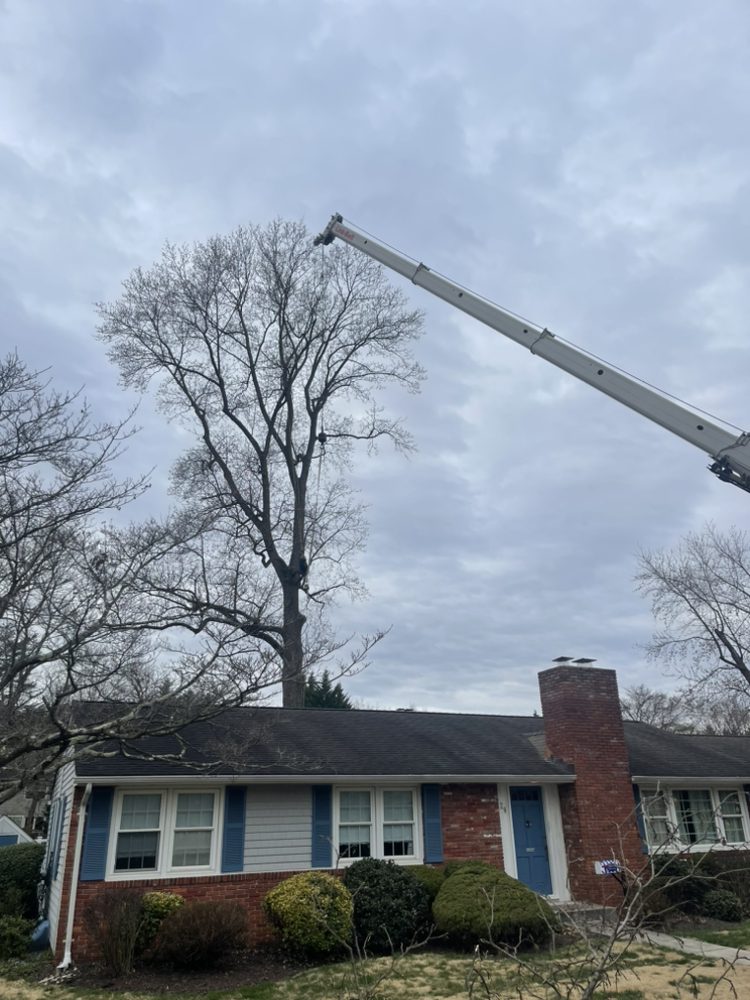 Tree pruning, tree trimming