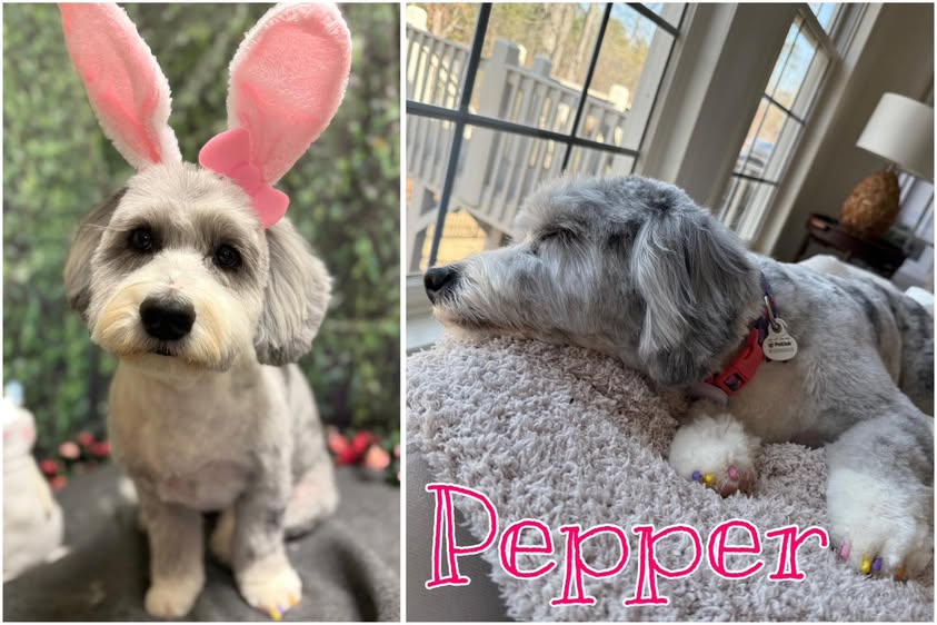 A two-part image showcasing a fluffy gray dog named Pepper. On the left, the dog is wearing pink Easter bunny ears and a bow, sitting and looking forward. On the right, the dog is sleeping peacefully on a plush bed near a window. The dog's nails are painted in various pastel colors.