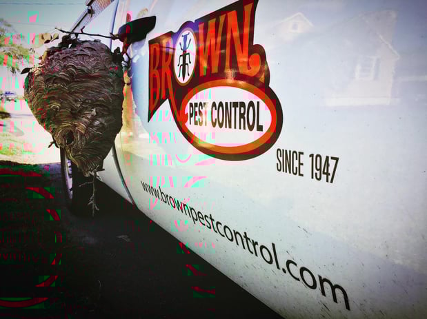 Images Brown Pest Control Inc