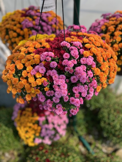 Images Blanchard’s Blossoms and Garden Center