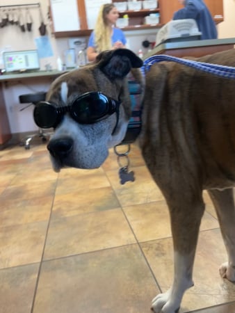 Images KC Animal Hospital &Pet Resort