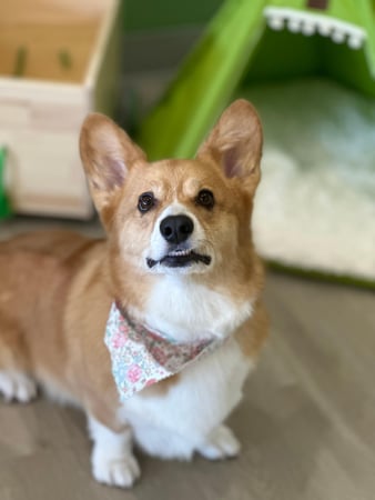 Images Paws Up Pet Grooming