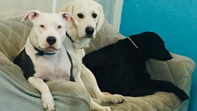 Images Primeras Hunddagis