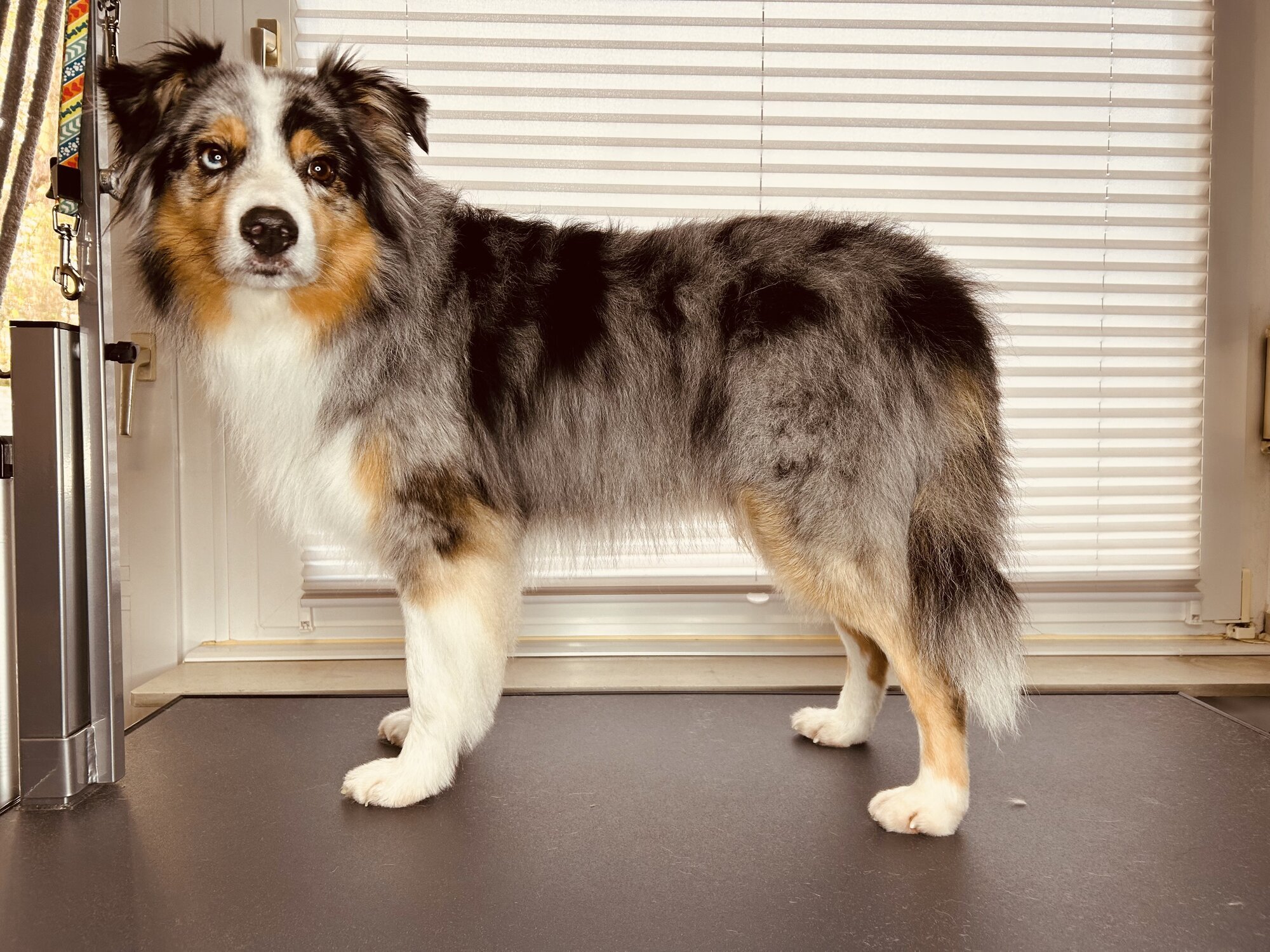 Artgerecht-dogspa, Gereonstraße 10 in Willich