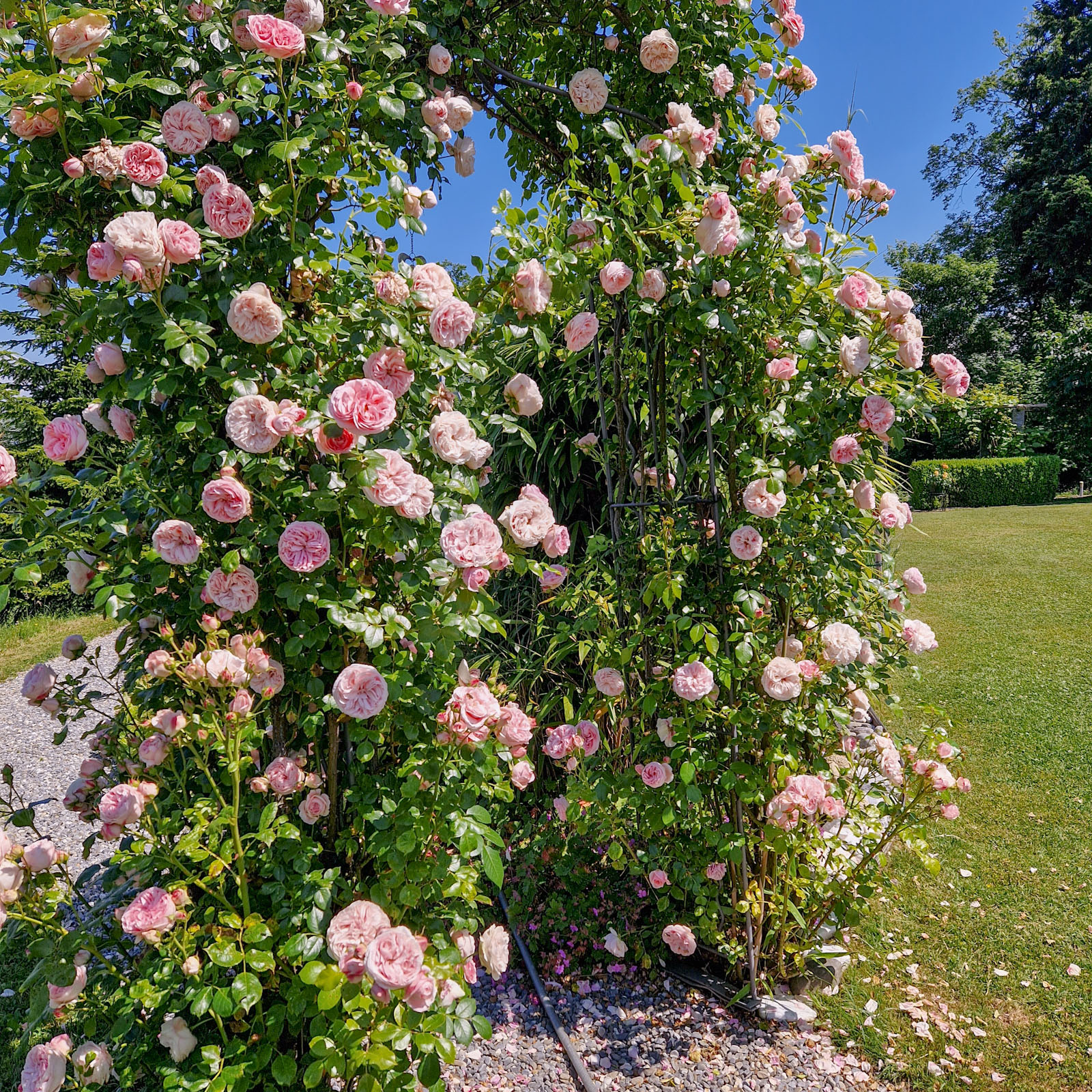 Bilder hollenstein blumengarten ag-Blumenshop-Gärtnerei-Gartenbau-Unterhalt-Grabpflege