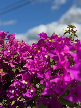 Images Shaggs Landscaping