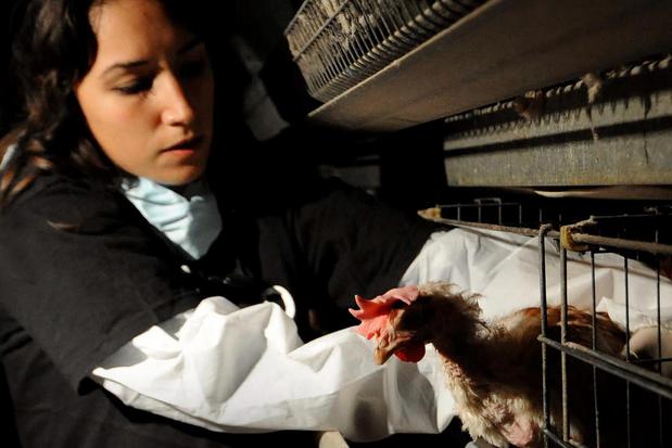 Images Animal Equality