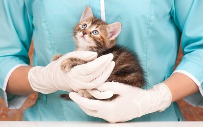 Images Fondazione Candutti