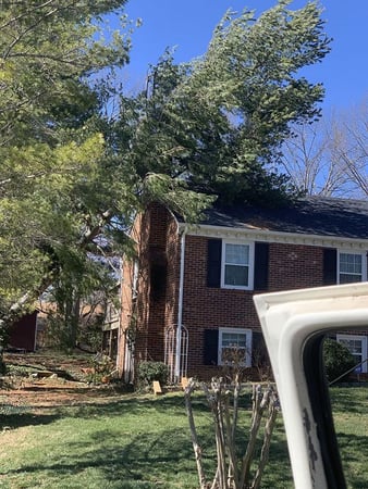 Images Myers Tree Service
