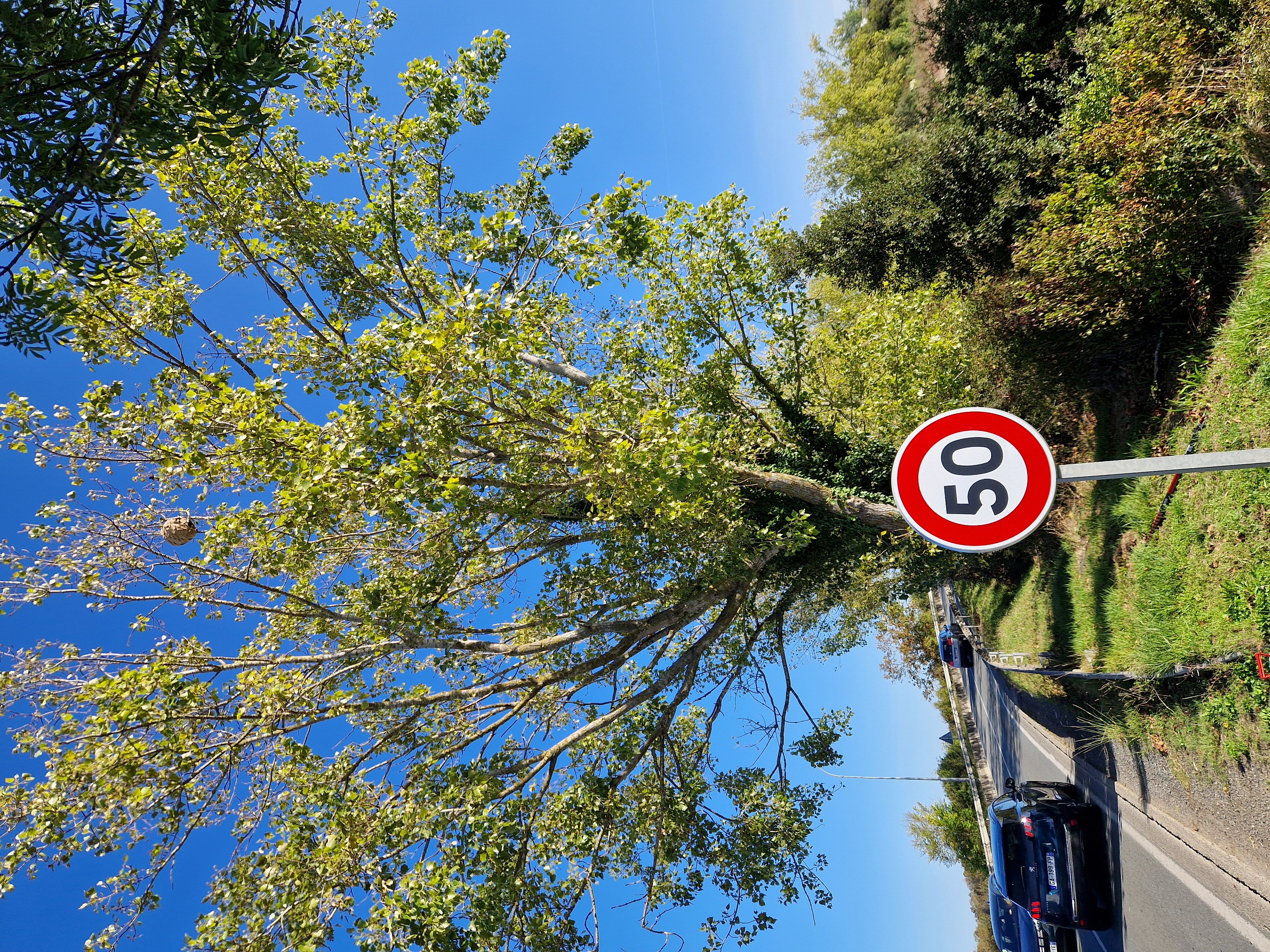 Nid de frelons asiatiques à Chatelaillion plage Nid de frelons asiatiques à Chatelaillion plage