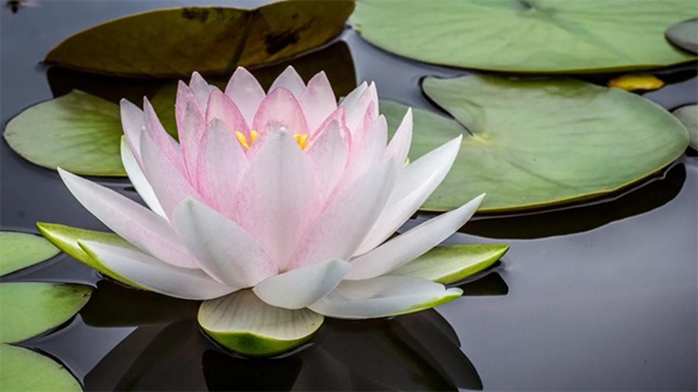 Images Janah Massage