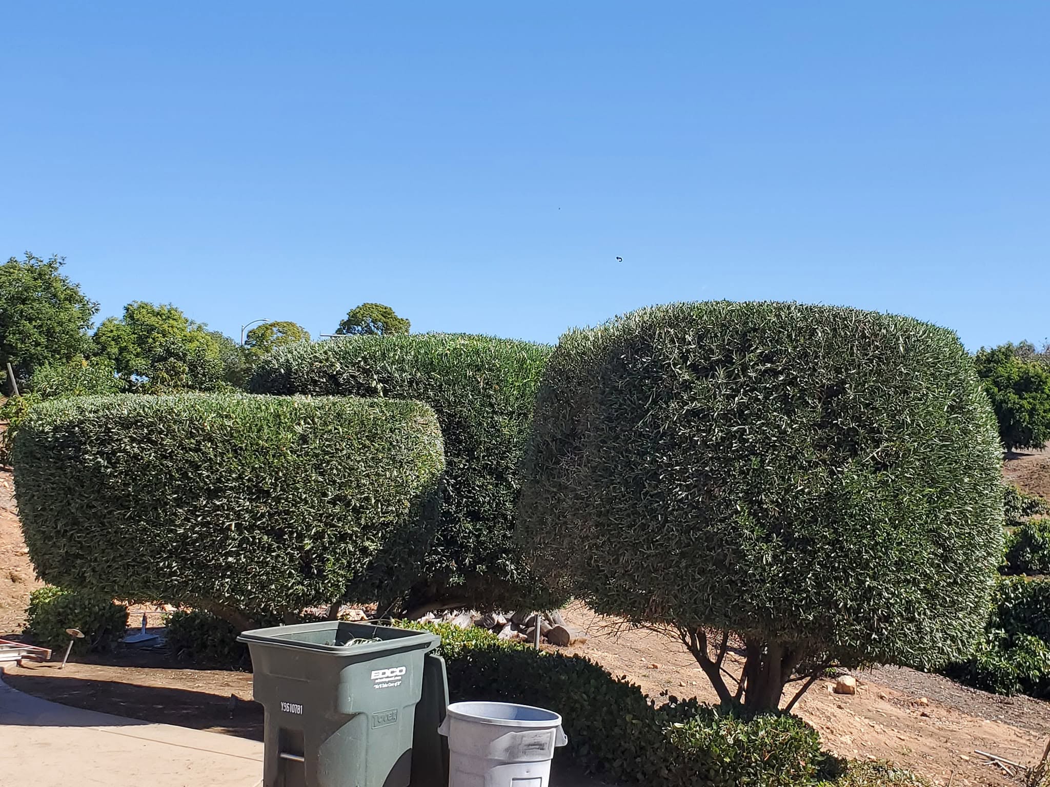 Francisco Landscaping & Construction - Tree Trimming Services 