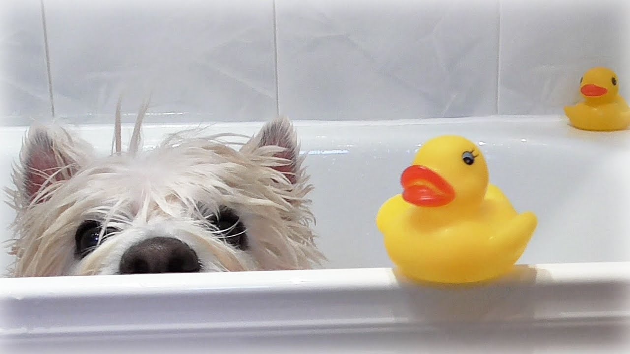 Pampered Pup Spa & Salon