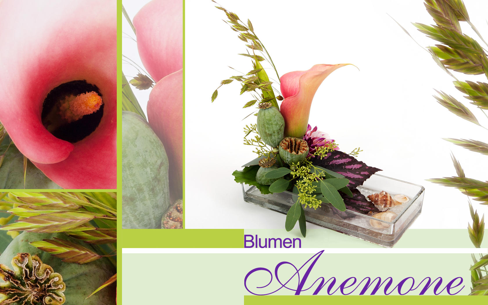 Bilder Blumen Anemone
